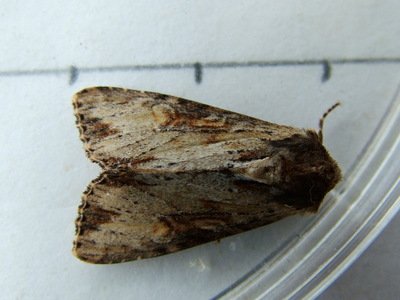 Clouded-bordered Brindle